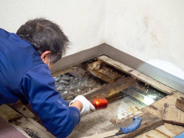 Best Toxic Mold Removal  in Redby, MN
