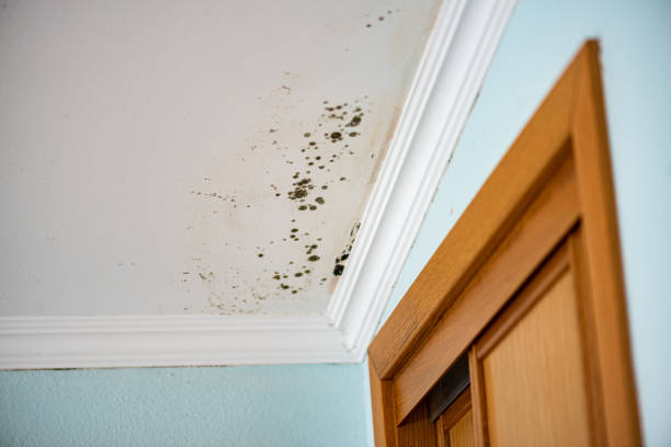 Best Local Mold Removal Service  in Redby, MN