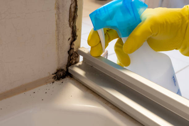 Best Certified Mold Removal  in Redby, MN