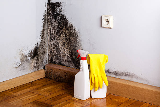 Best Residential Mold Removal  in Redby, MN
