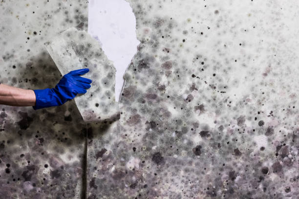 Best Affordable Mold Removal  in Redby, MN