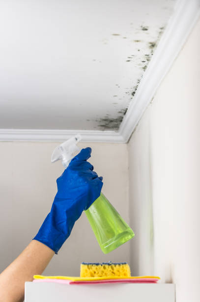 Home Mold Removal in Redby, MN