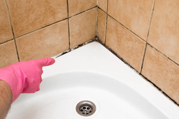 Best Home Mold Removal  in Redby, MN