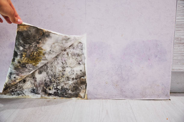 Professional Mold Removal in Redby, MN